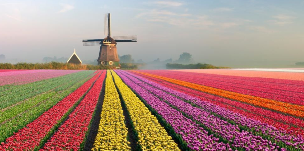 Dutch Tulip Mania - Dutch Links Tours